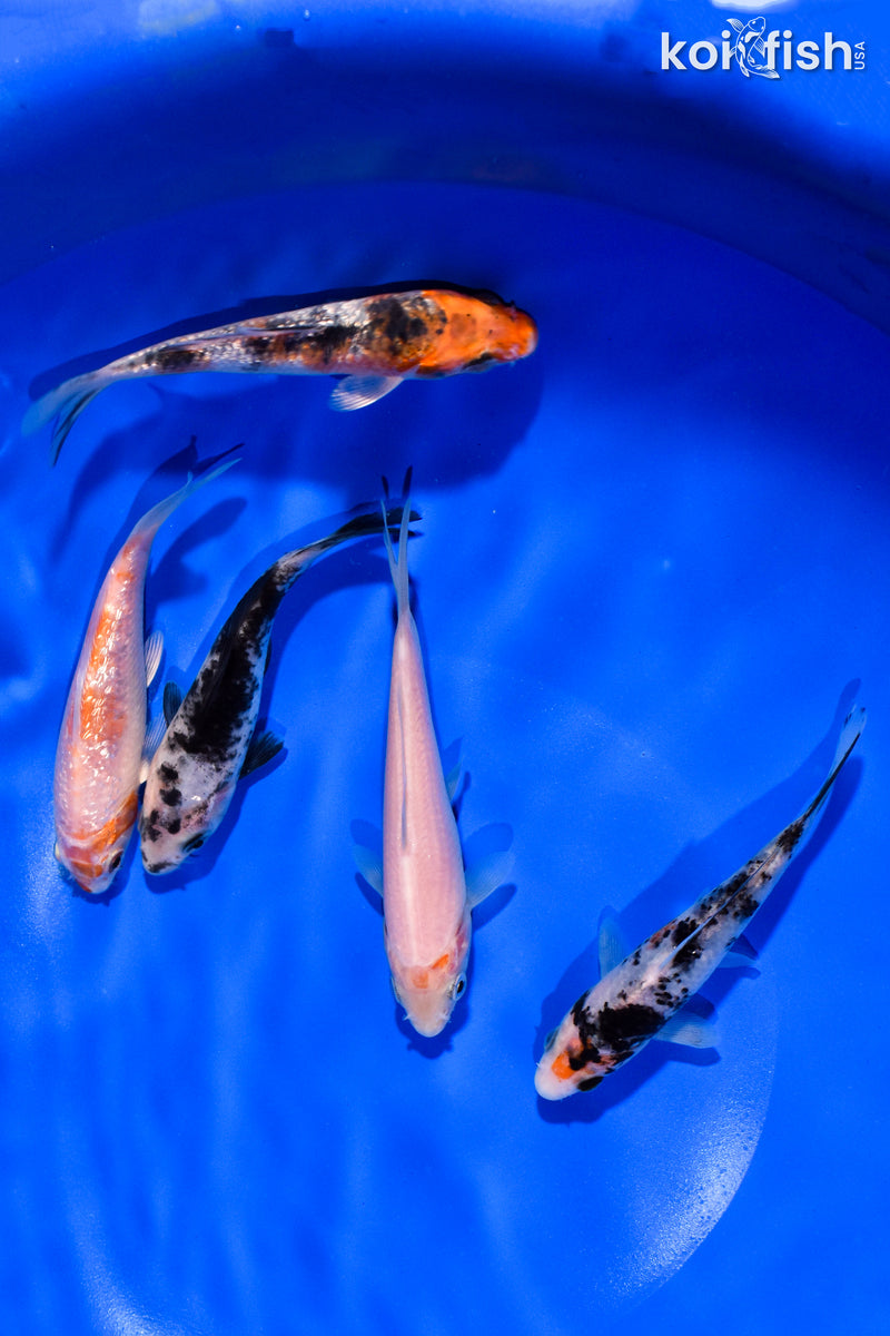 PACK OF (5) 4-4.5" STANDARD KOI