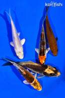 PACK OF (5) 3"- 4" STANDARD KOI