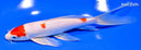 7.75" KOHAKU BUTTERFLY