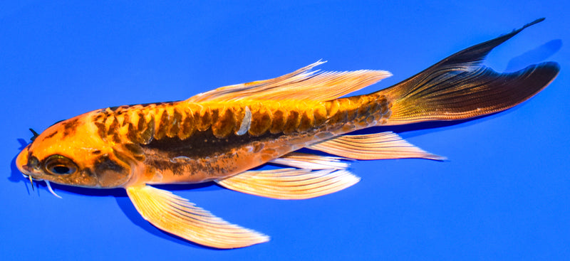 6.25" ARAGOKE BENI KIKOKURYU BUTTERFLY