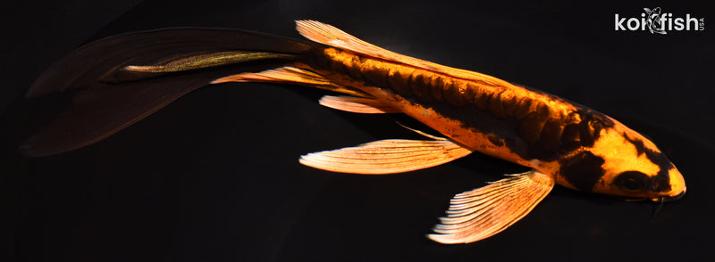 7.75" ARAGOKE BENI KIKOKURYU BUTTERFLY