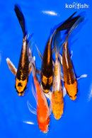 PACK OF (5) 5-6" BUTTERFLY KOI