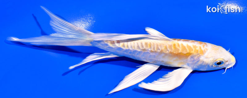 6" ARAGOKE LEMON HARIWAKE BUTTERFLY