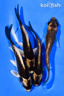 PACK OF (4) 4-5" KABUTO KOI