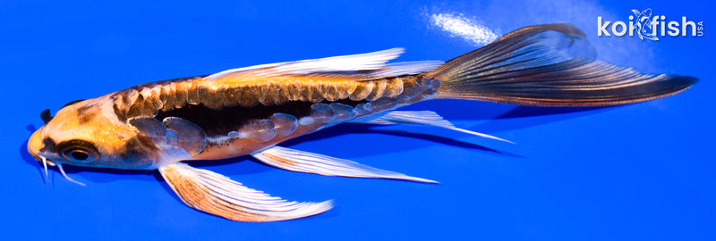 5.5" BENI KIKOKURYU BUTTERFLY