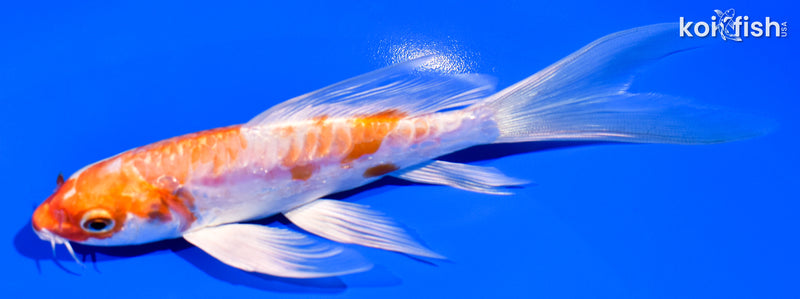 6" ARAGOKE KIKUSUI BUTTERFLY