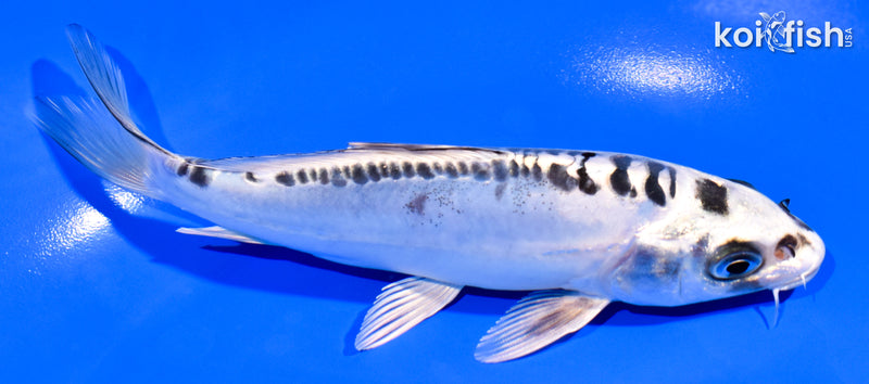 5.5" KIKOKURYU