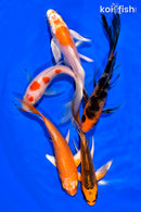 PACK OF (5) 5-6" BUTTERFLY KOI