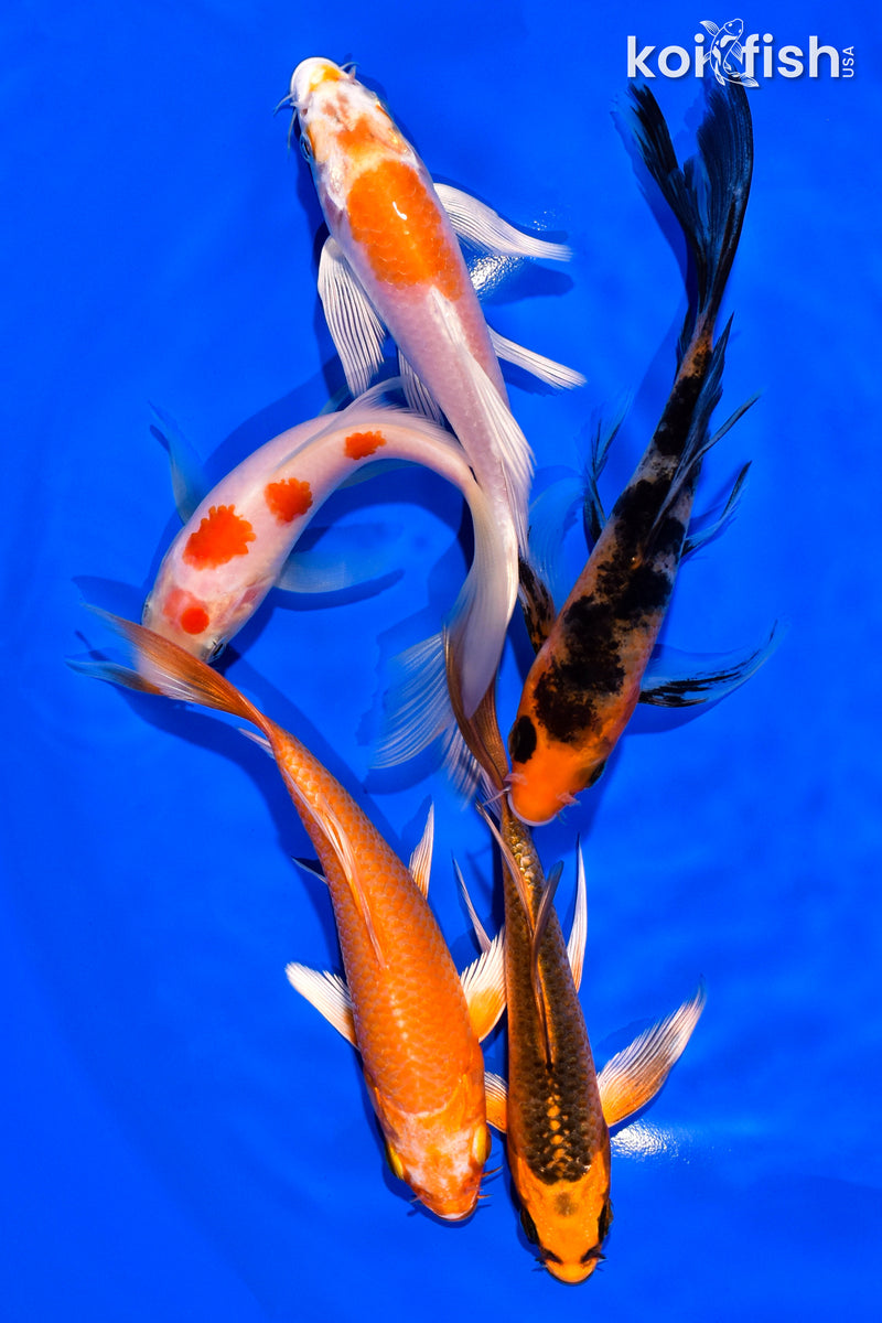PACK OF (5) 5-6" BUTTERFLY KOI