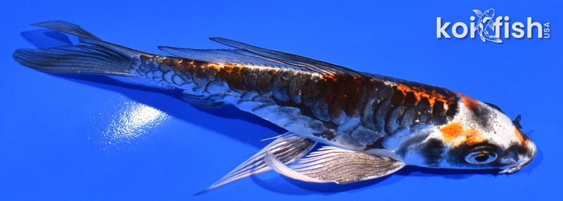 5" BENI KIKOKURYU BUTTERFLY
