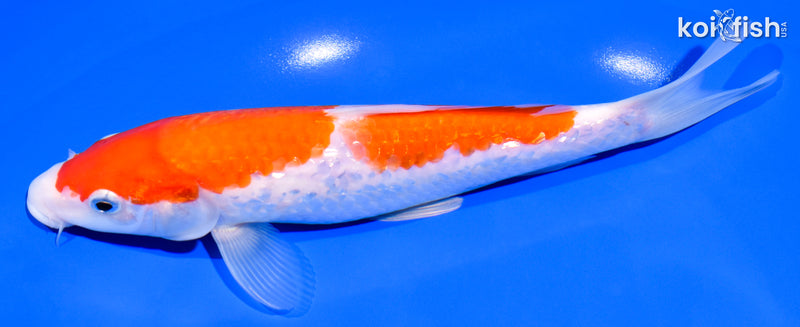 8" GINRIN NIDAN KOHAKU