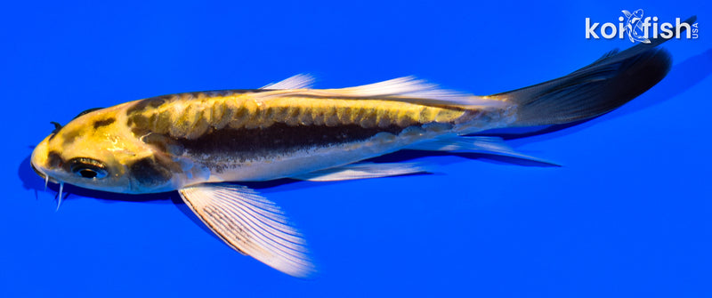 6" KIN KIKOKURYU BUTTERFLY