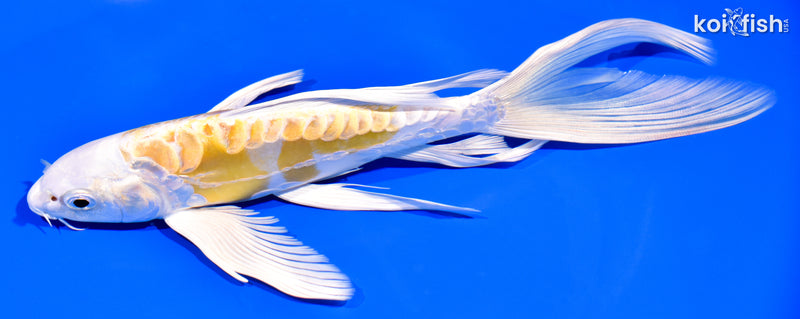 8" DOITSU HARIWAKE BUTTERFLY