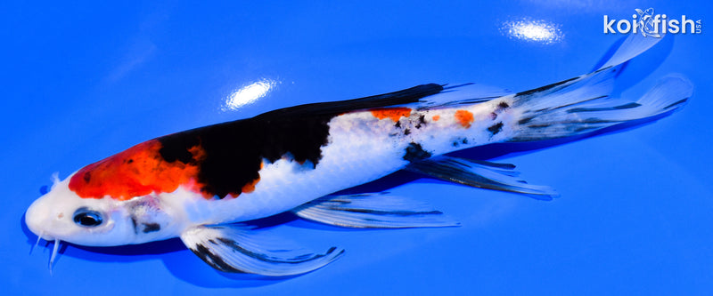7.75" SANKE BUTTERFLY