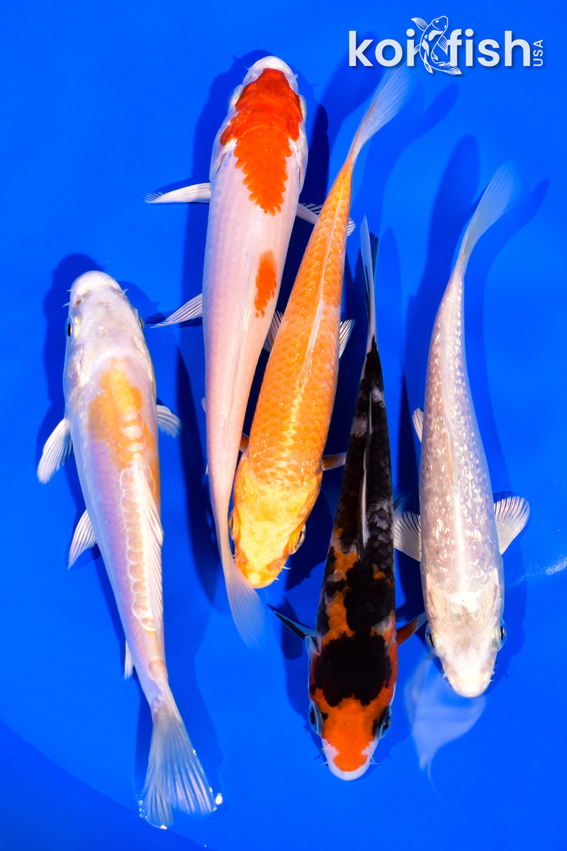PACK OF (5) 3-4" MIXED STANDARD KOI
