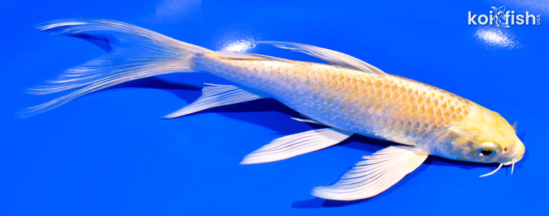 7.5" YAMABUKI OGON BUTTERFLY