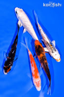 PACK OF (5) 3-4" STANDARD KOI