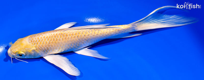 7.5" YAMABUKI OGON BUTTERFLY