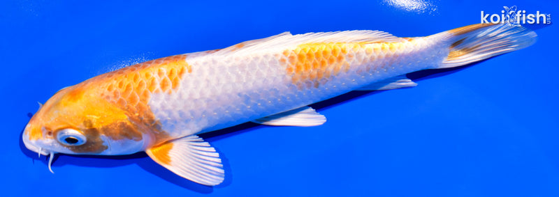 7.25" HARIWAKE