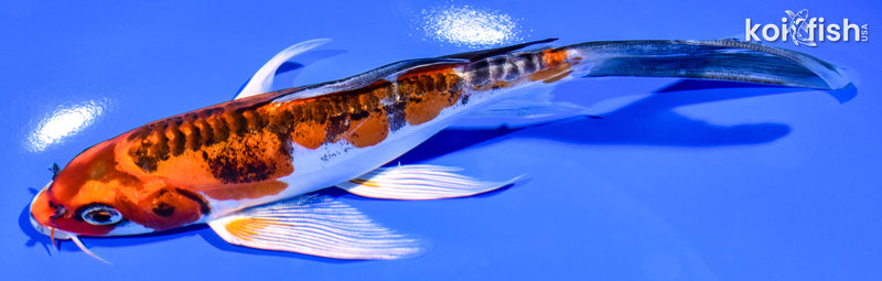 7.25" BENI KIKOKURYU BUTTERFLY