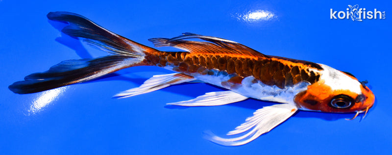 6.25" BENI KIKOKURYU BUTTERFLY