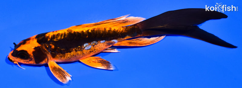 6" BENI KIKOKURYU BUTTERFLY