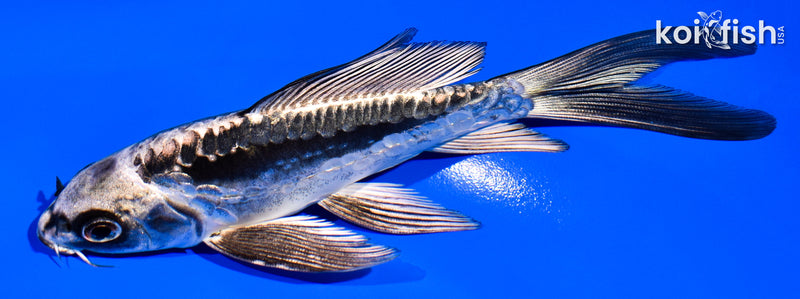 5.5" ARAGOKE KIKOKURYU BUTTERFLY