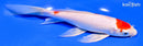 7.75" KOHAKU BUTTERFLY