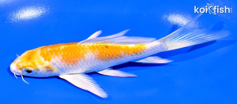 5.25" HARIWAKE BUTTERFLY