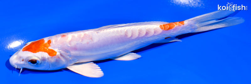 6.25" ARAGOKE KIKUSUI