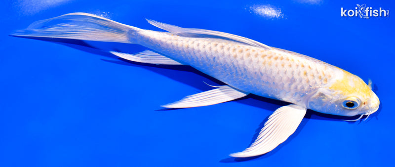 7.75" LEMON HARIWAKE BUTTERFLY