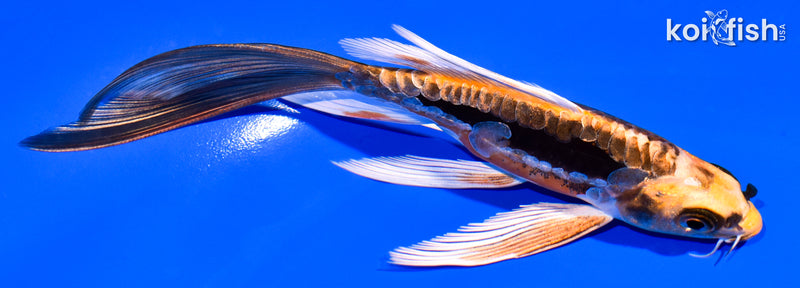 5.5" BENI KIKOKURYU BUTTERFLY