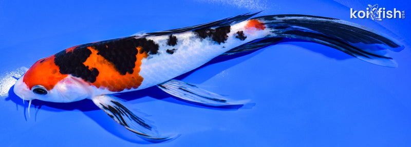 8" SANKE BUTTERFLY