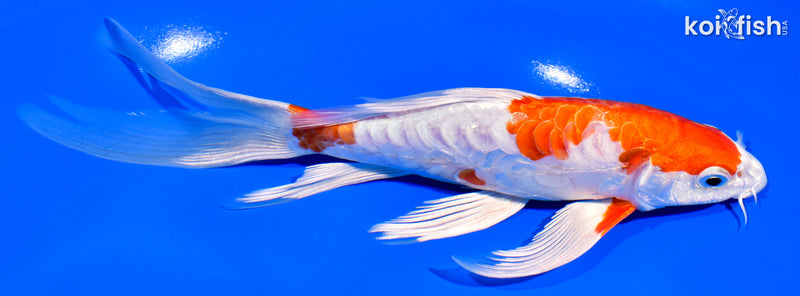 7.25" ARAGOKE KIKUSUI BUTTERFLY