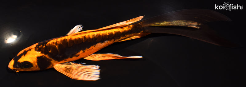 7.75" ARAGOKE BENI KIKOKURYU BUTTERFLY