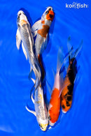 PACK OF (5) 4-5" BUTTERFLY KOI