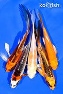 PACK OF (5) 5-6" BUTTERFLY KOI