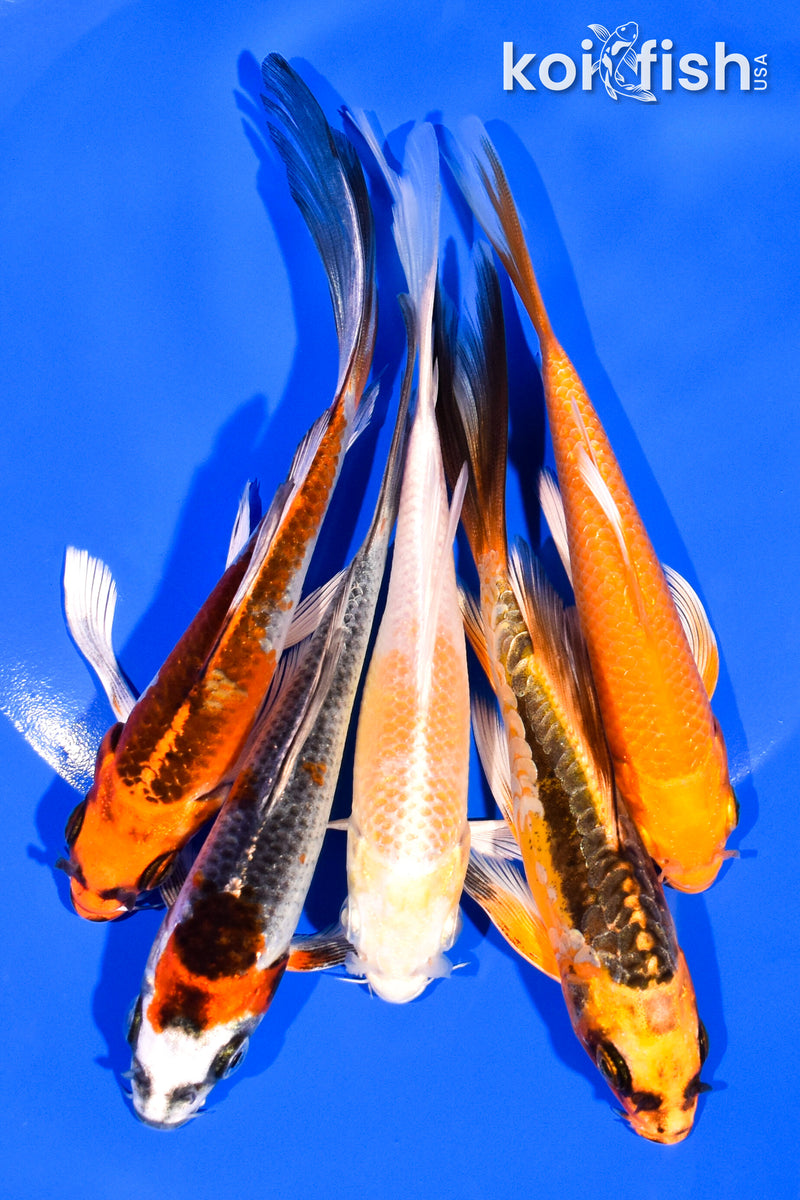 PACK OF (5) 5-6" BUTTERFLY KOI
