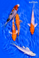 PACK OF (5) 3-4.5" STANDARD KOI