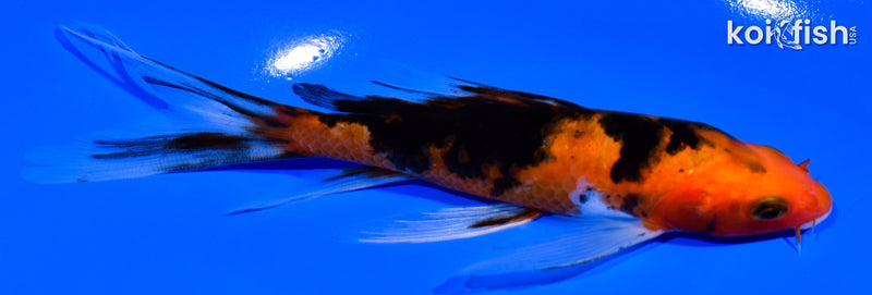 5.5" AKA SANKE BUTTERFLY