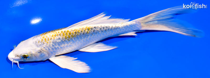 7.75" GINRIN KUJAKU BUTTERFLY