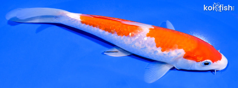 8" GINRIN NIDAN KOHAKU