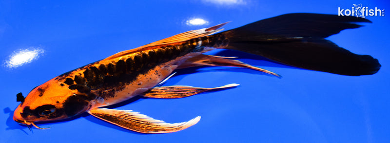 7.25" DOITSU ORENJI MATSUBA BUTTERFLY
