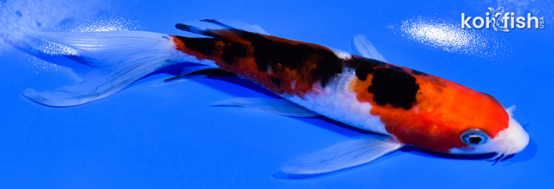 5.5" DOITSU SANKE BUTTEFLY