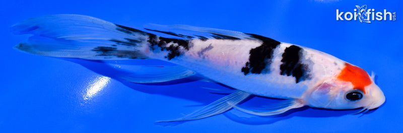 6.25" TANCHO SANKE BUTTERFLY