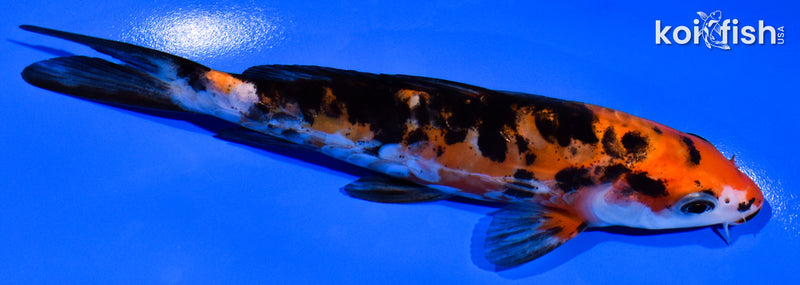 5.75" ARAGOKE AKA SANKE