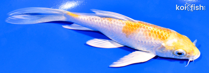 5.75" HARIWAKE BUTTERFLY