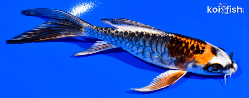 5.25" ARMOR SCALED DOITSU BENI KIKOKURYU BUTTERFLY