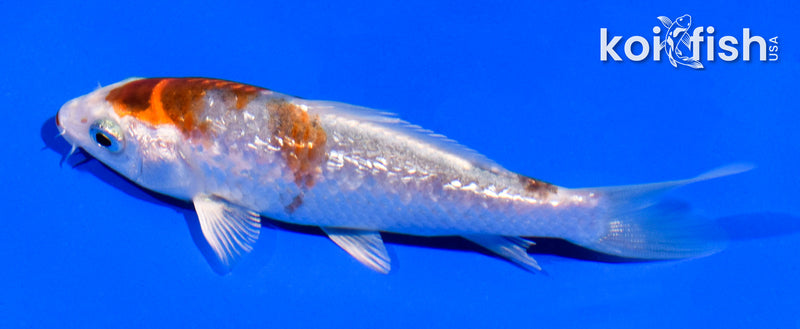 4.5" GINRIN KUCHIBENI KUJAKU