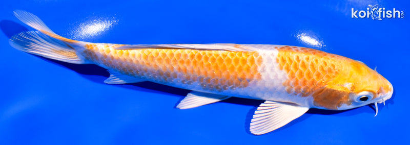 7.25" HARIWAKE